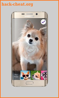 Chihuahua Little Cute Dog Lock Screen PIN Security screenshot