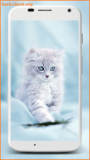 Cute Cats Wallpaper screenshot