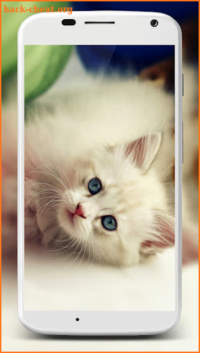 Cute Cats Wallpaper screenshot