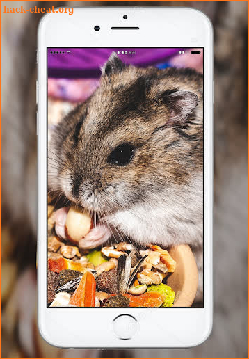 Cute Hamster Wallpaper screenshot