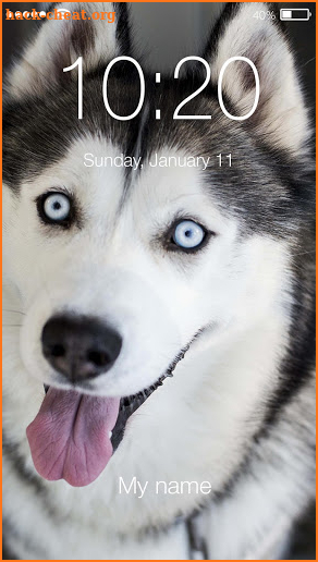 Cute Hasky Puppies Husky Dog Screen Lock screenshot