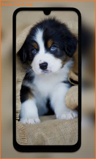 Cute Puppy Wallpapers HD screenshot