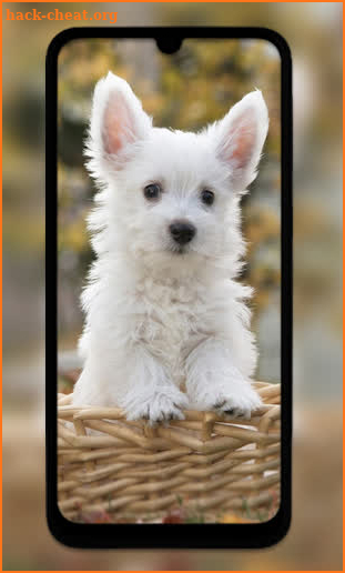 Cute Puppy Wallpapers HD screenshot