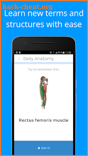 Daily Anatomy: Flashcard Quizzes to Learn Anatomy screenshot