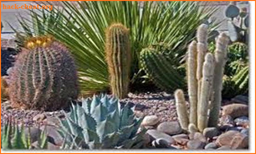 Desert Landscaping Ideas-Desert Design Landscape screenshot