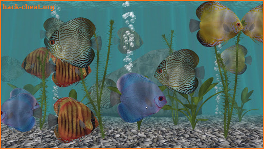 Discus Fish Aquarium TV - 3D Live App screenshot