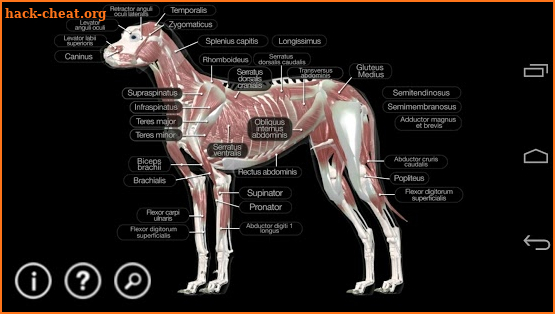 Dog Anatomy: Canine 3D screenshot