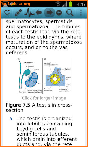 Essential Endocrinology &Diab screenshot