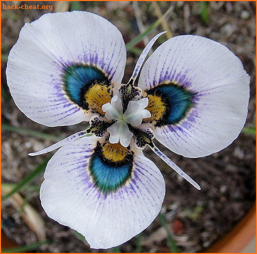 Exotic Flowers screenshot