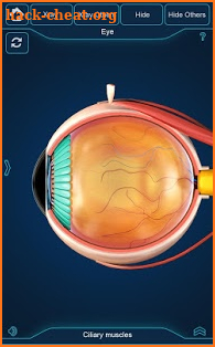 Eye Anatomy Pro. screenshot