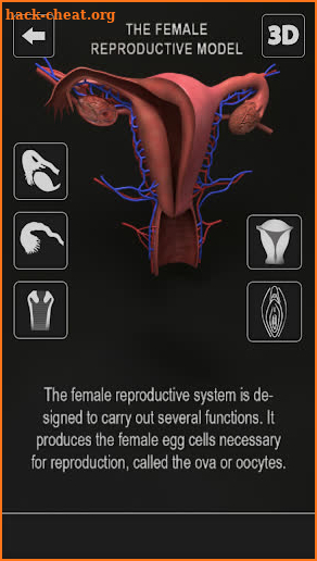 Female Anatomy 3D : Female Body Visualizer screenshot