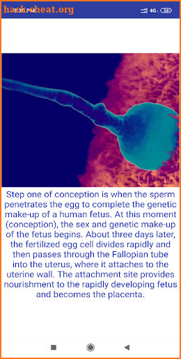 Fetal development stages screenshot