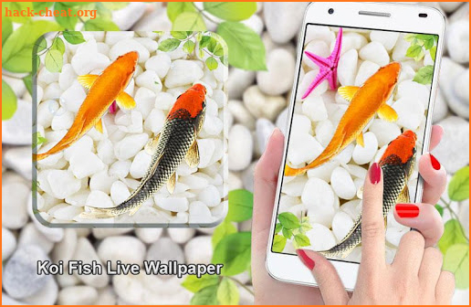 Fish Live Wallpaper 2019: Aquarium Koi Background screenshot