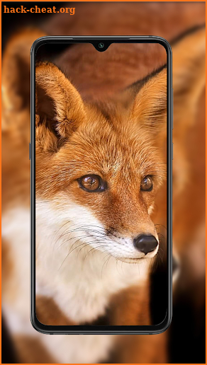 Fox Wallpaper screenshot