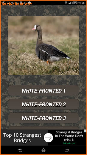 Goose hunting calls. Waterfowl hunting decoy screenshot