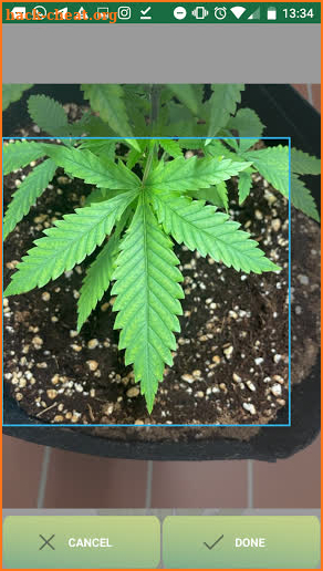 GrowCush - Cannabis deficiency detection screenshot