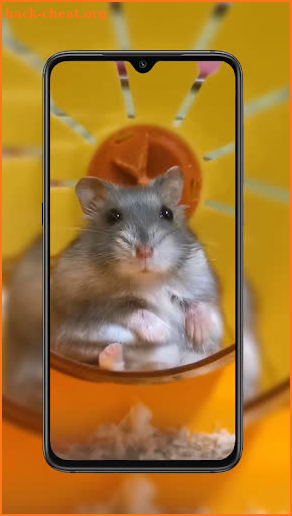 Hamster Wallpaper screenshot