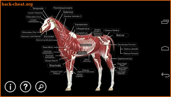 Horse Anatomy: Equine 3D screenshot