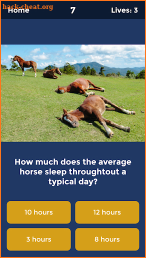 Horse Quiz: Equine Trivia Game screenshot