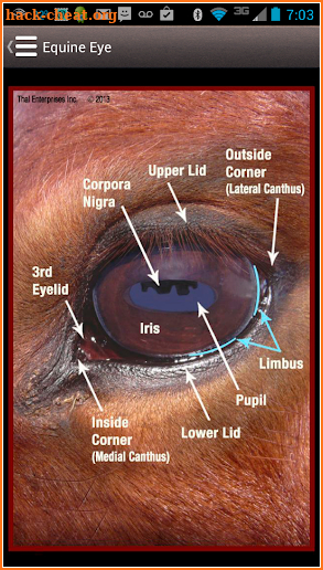 Horse Side Vet Guide screenshot