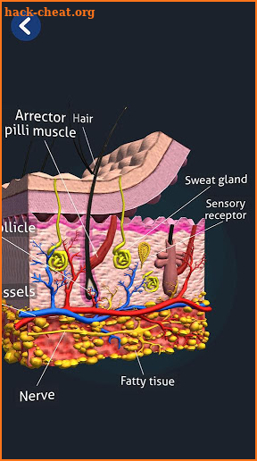 Human Anatomy 3D screenshot