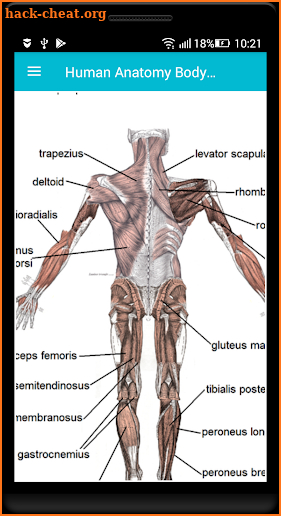 Human Anatomy Body Parts Guide screenshot