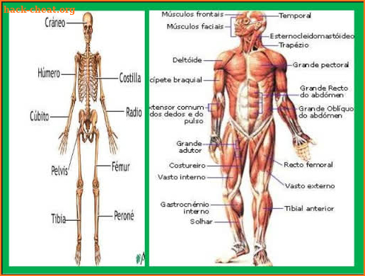 Human Anatomy in 3D. The human body screenshot