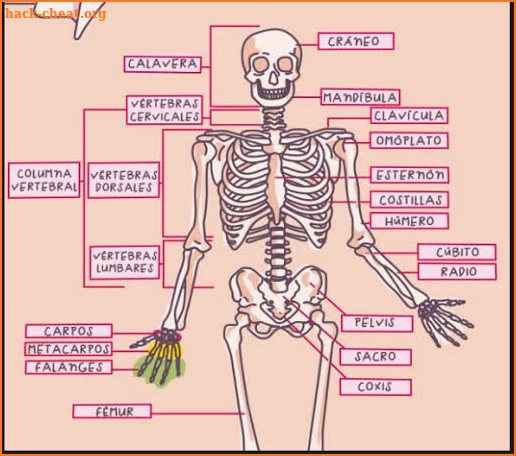 Human Anatomy in 3D. The human body screenshot