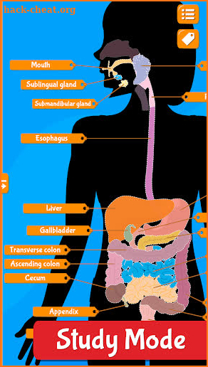 Human Anatomy Learning - Quiz screenshot