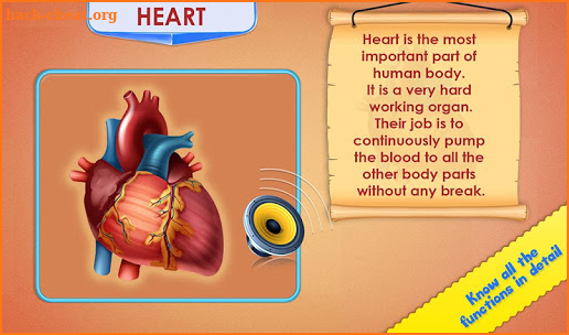 Human Body Parts - Preschool Kids Learning screenshot