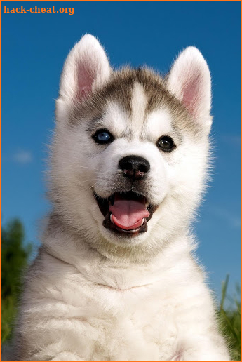 Husky dog Wallpaper HD : backgrounds & themes screenshot