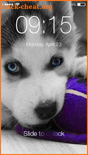 Husky Puppy HD Free PIN Lock screenshot