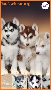 Husky Puppy HD Free PIN Lock screenshot