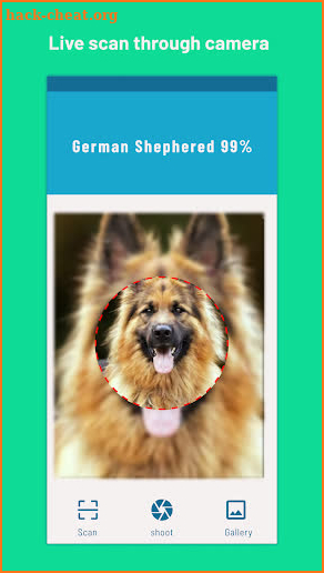 Identify Dog breeds -BreedSnap screenshot