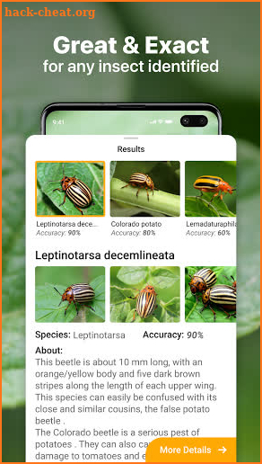 Insect identification: Bug identifier - Bug finder screenshot