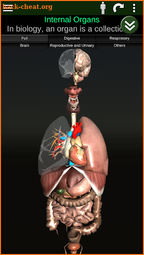 Internal Organs in 3D (Anatomy) screenshot