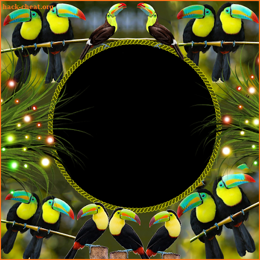 Keel Billed Toucans Insta DP screenshot