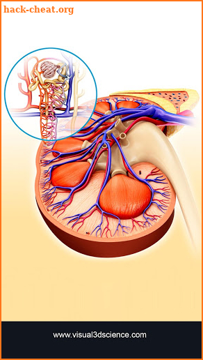 Kidney Anatomy screenshot