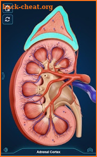 Kidney Anatomy Pro. screenshot