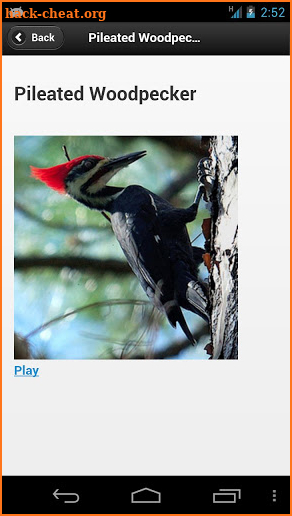 Kootenay Birds screenshot