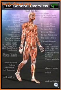 Learn Muscles: Anatomy screenshot