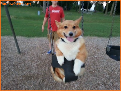 Lilly The Corgi screenshot