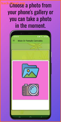 Male or Female cannabis? screenshot