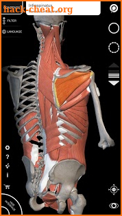 Muscle | Skeleton - 3D Anatomy screenshot