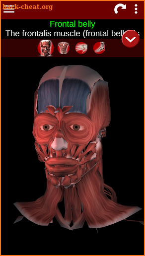 Muscular System 3D (anatomy) screenshot