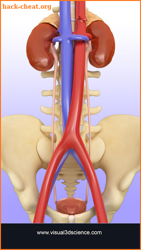 My Urinary System screenshot