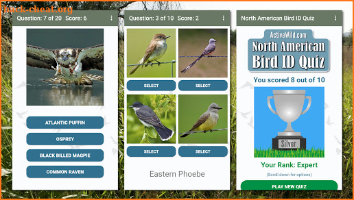 North American Bird ID Quiz screenshot