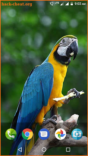 Parrot Wallpaper Hd screenshot