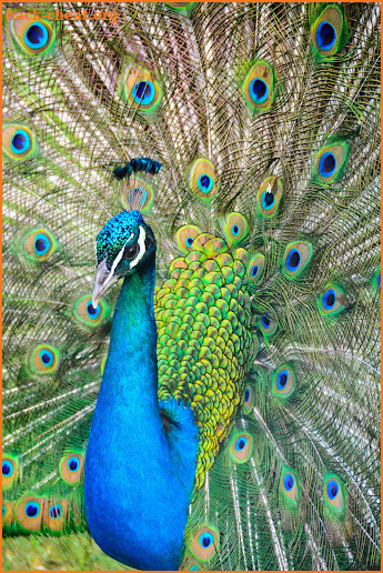 Peacock Wallpapers screenshot