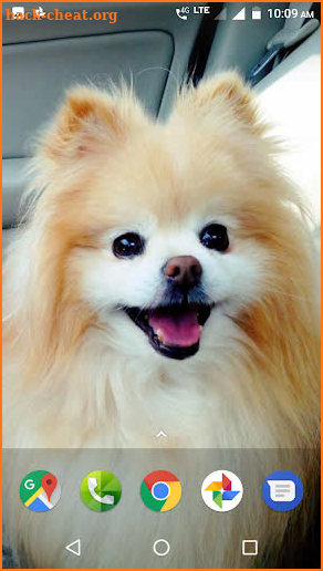 Pomeranian Dog Wallpapers HD screenshot